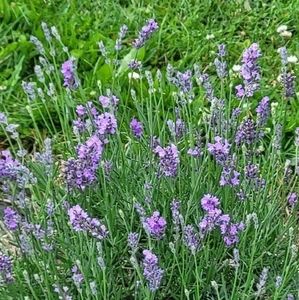 Meet your Posher, Fran